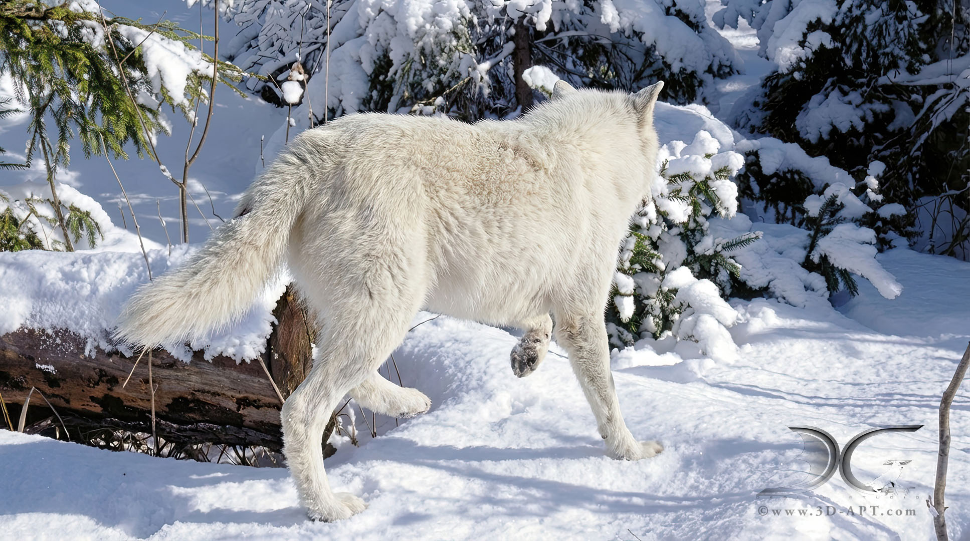 3d_characters_wolf_25