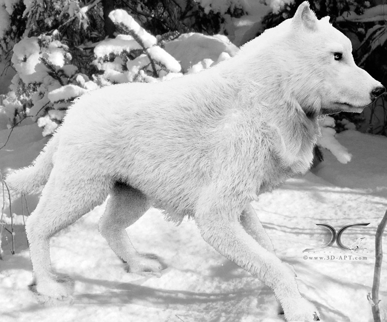 3d_characters_wolf_31