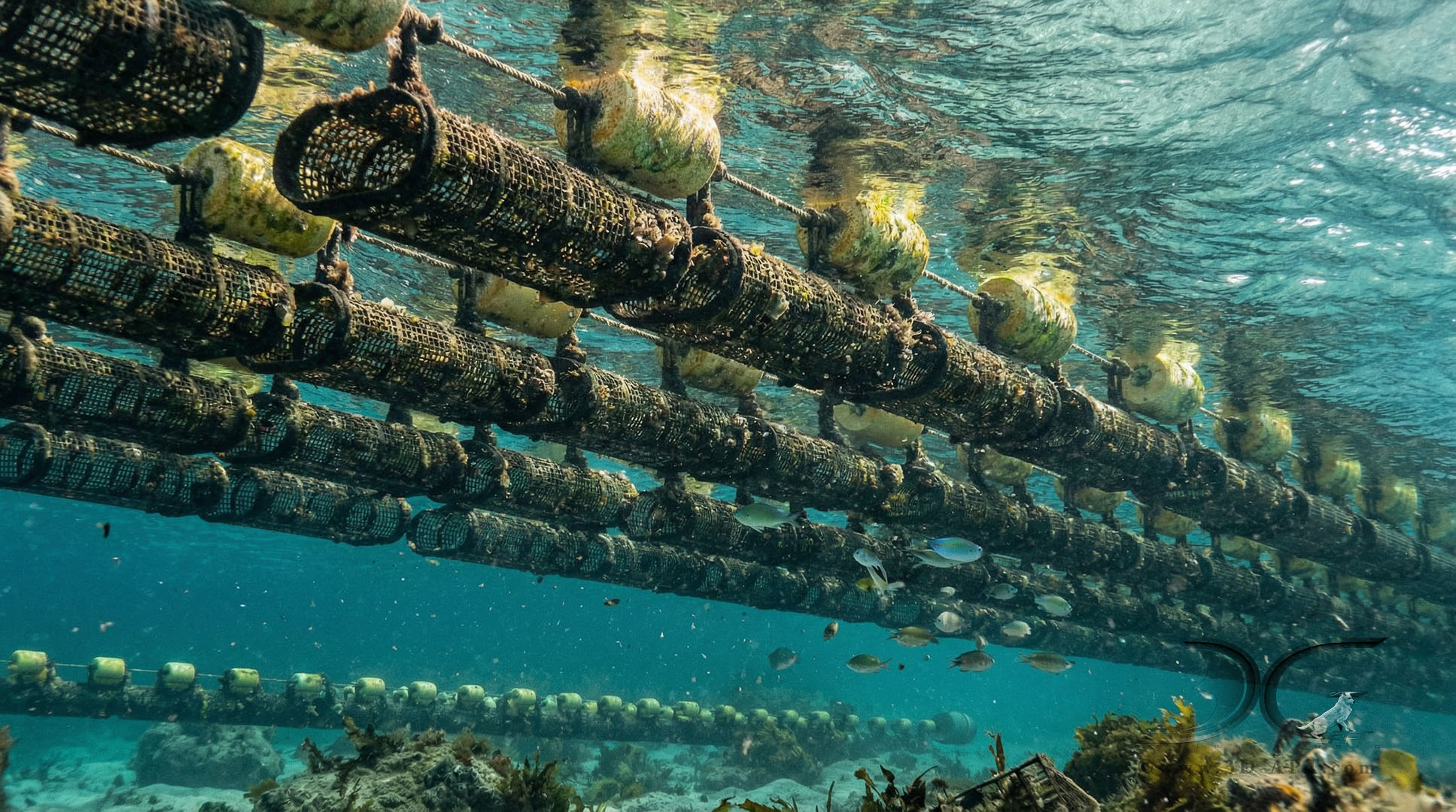 3d_objects_Oyster_Farm_38