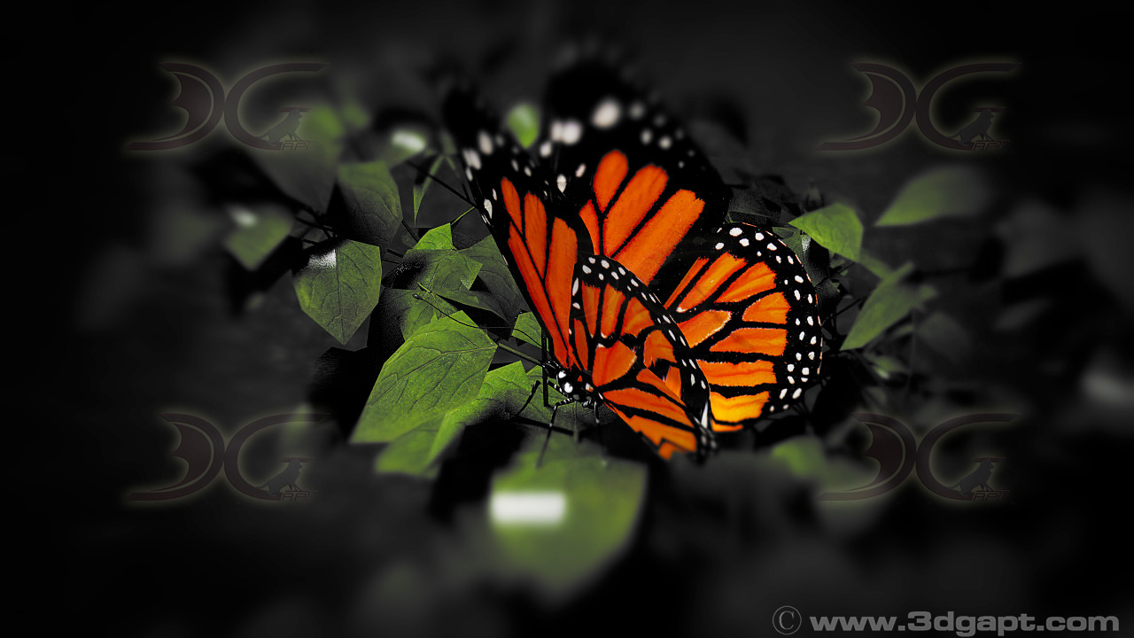 Butterfly-4