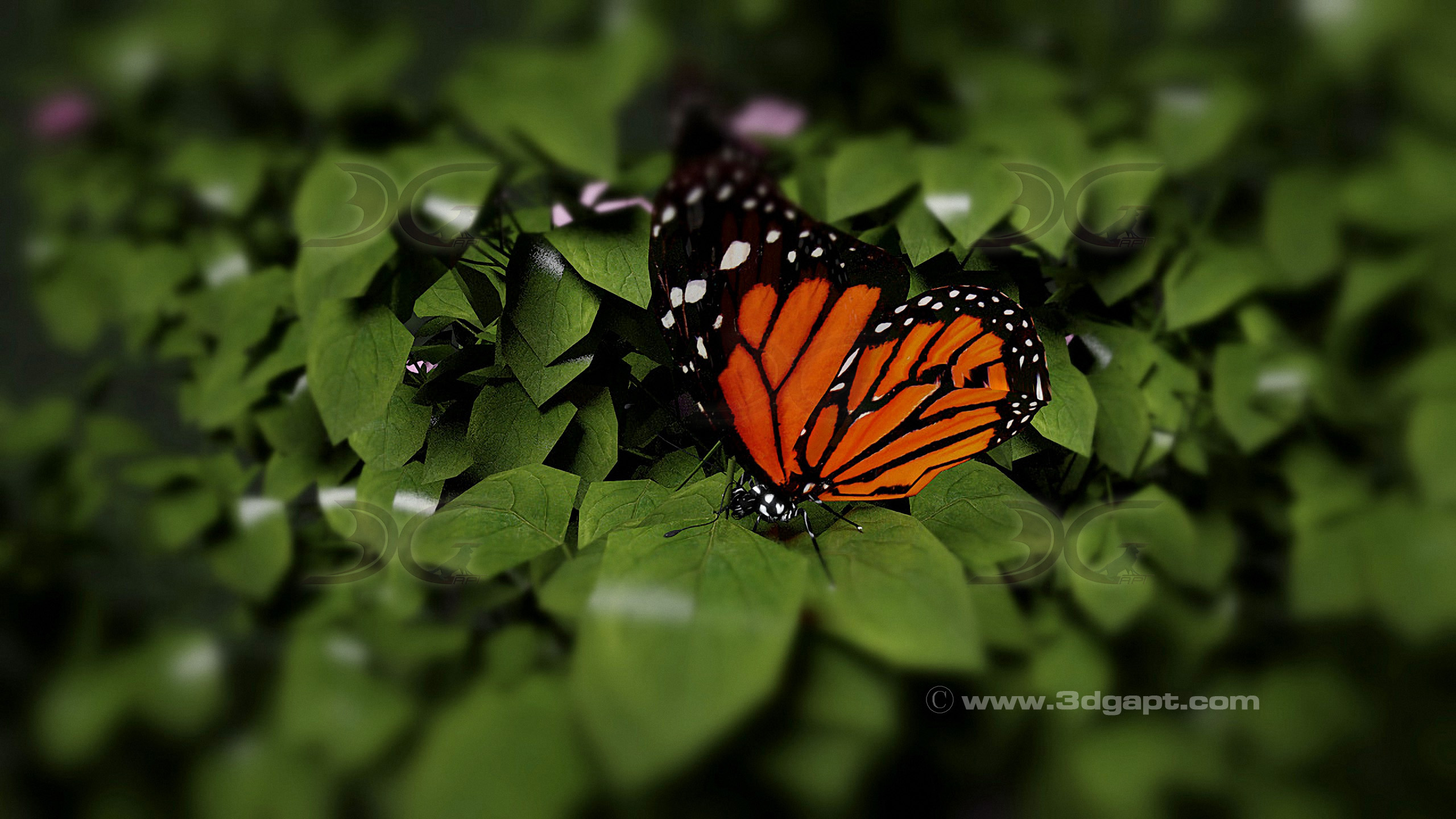 Butterfly-5