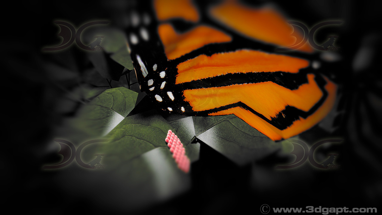 Butterfly-7