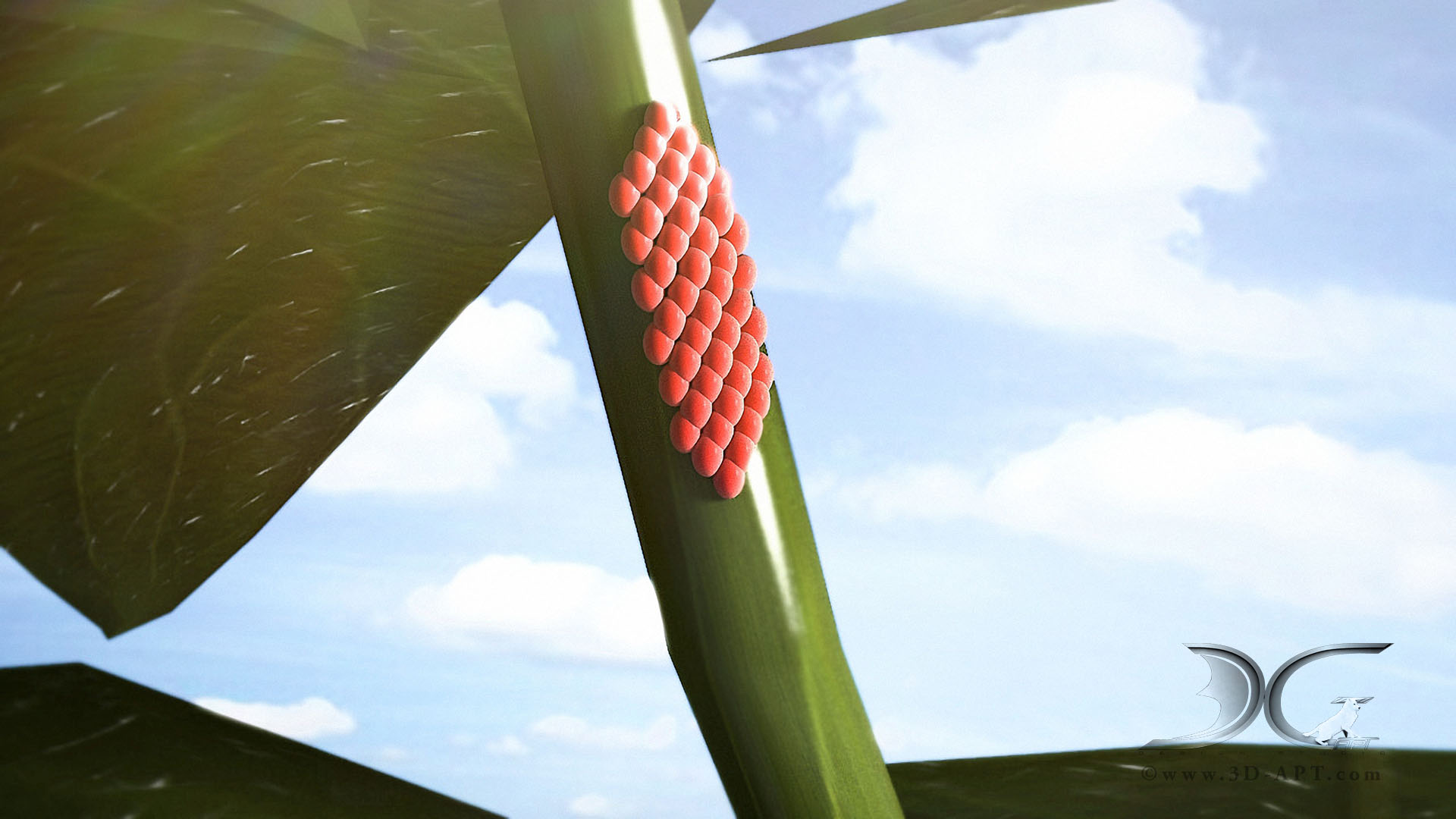 3d_objects_butterfly_33