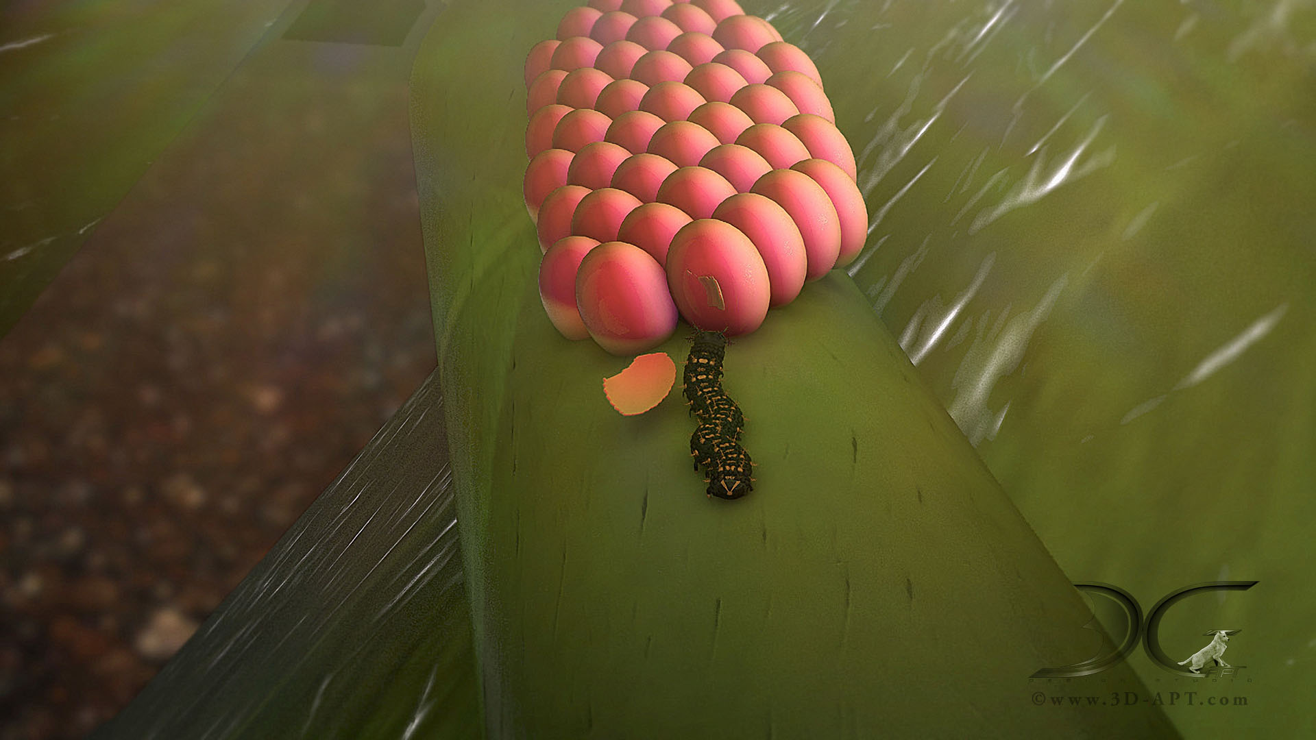 3d_objects_butterfly_46